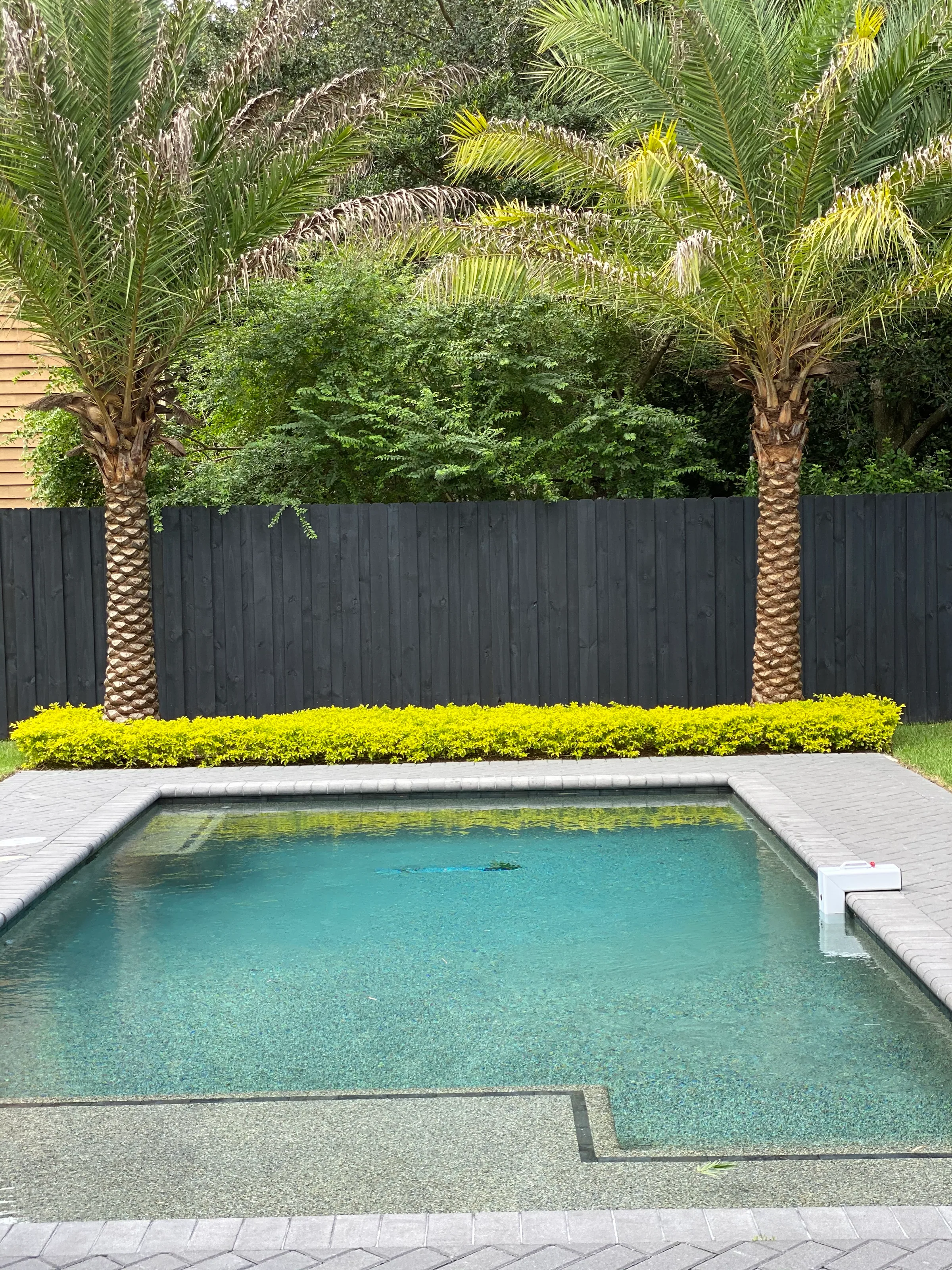 Westmoreland backyard pool with a paver surround, palms and a dark perimeter fence.